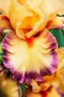 USA, Oregon. Garden in full bloom with close-up of bearded iris Art Print